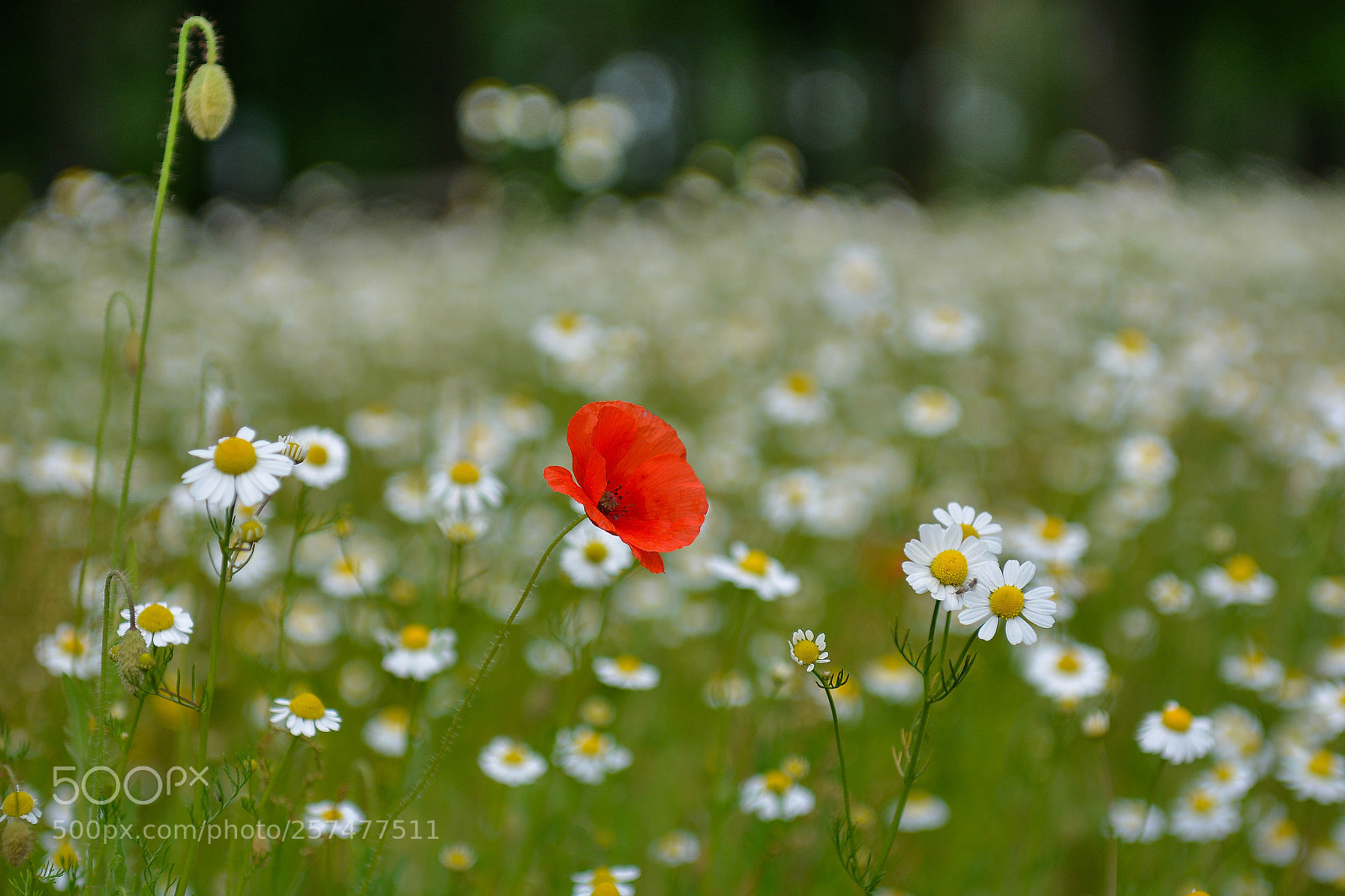 Nikon D7100 sample photo. Wildflowers photography