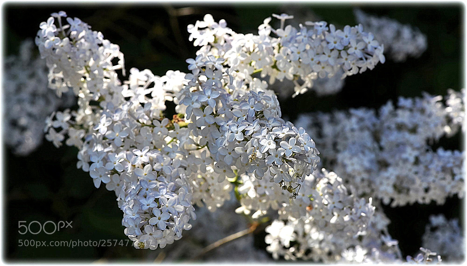 Nikon D810 sample photo. "white lilac" photography