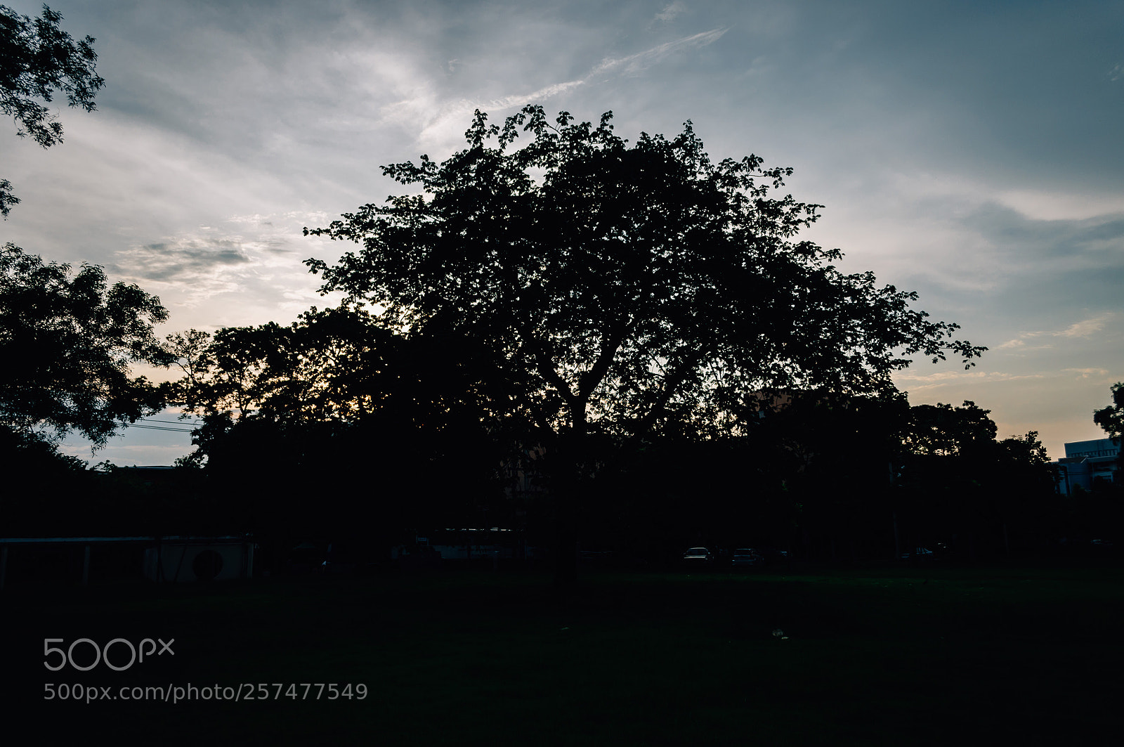 Nikon D5000 sample photo. Silhouette tree at sunset photography
