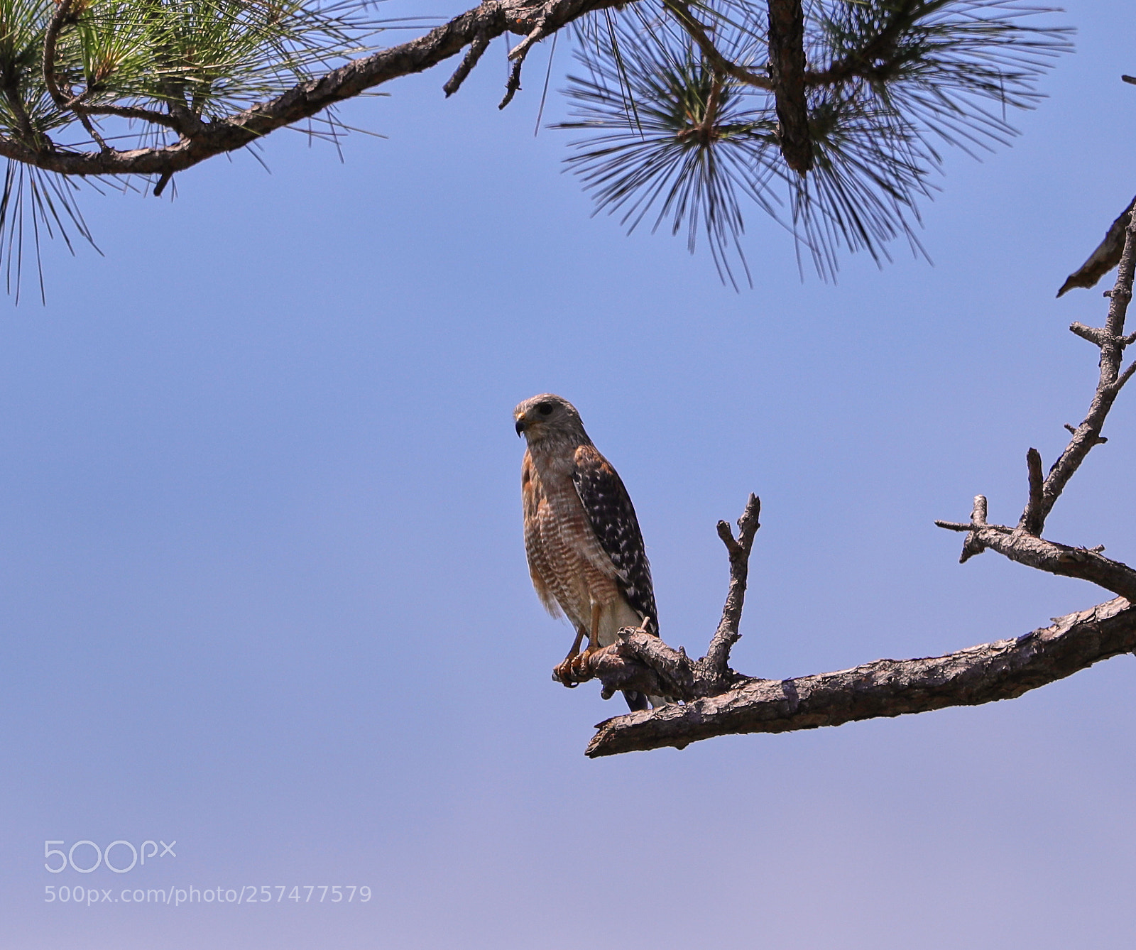 Canon EOS-1D X Mark II sample photo. 05-11-18-0017214.jpg photography