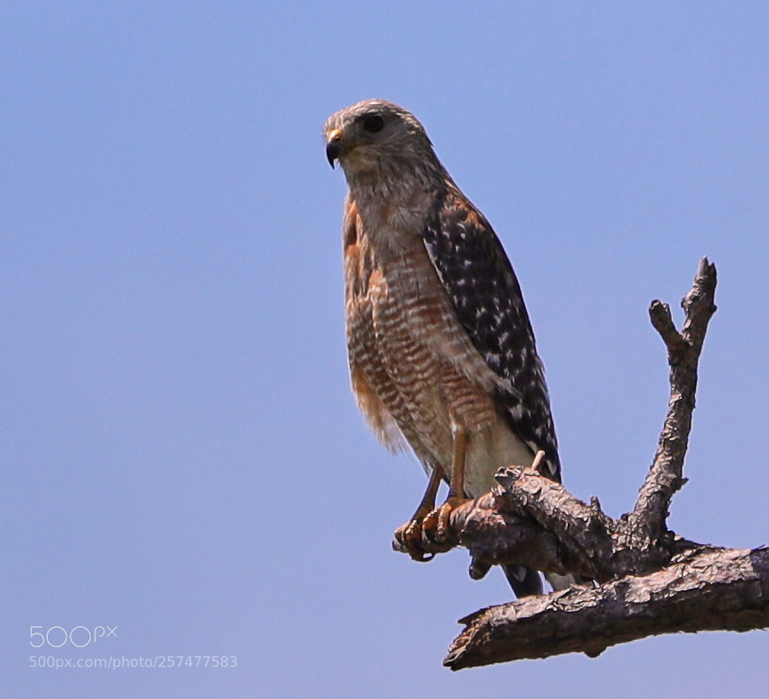 Canon EOS-1D X Mark II sample photo. 05-11-18-0017213.jpg photography
