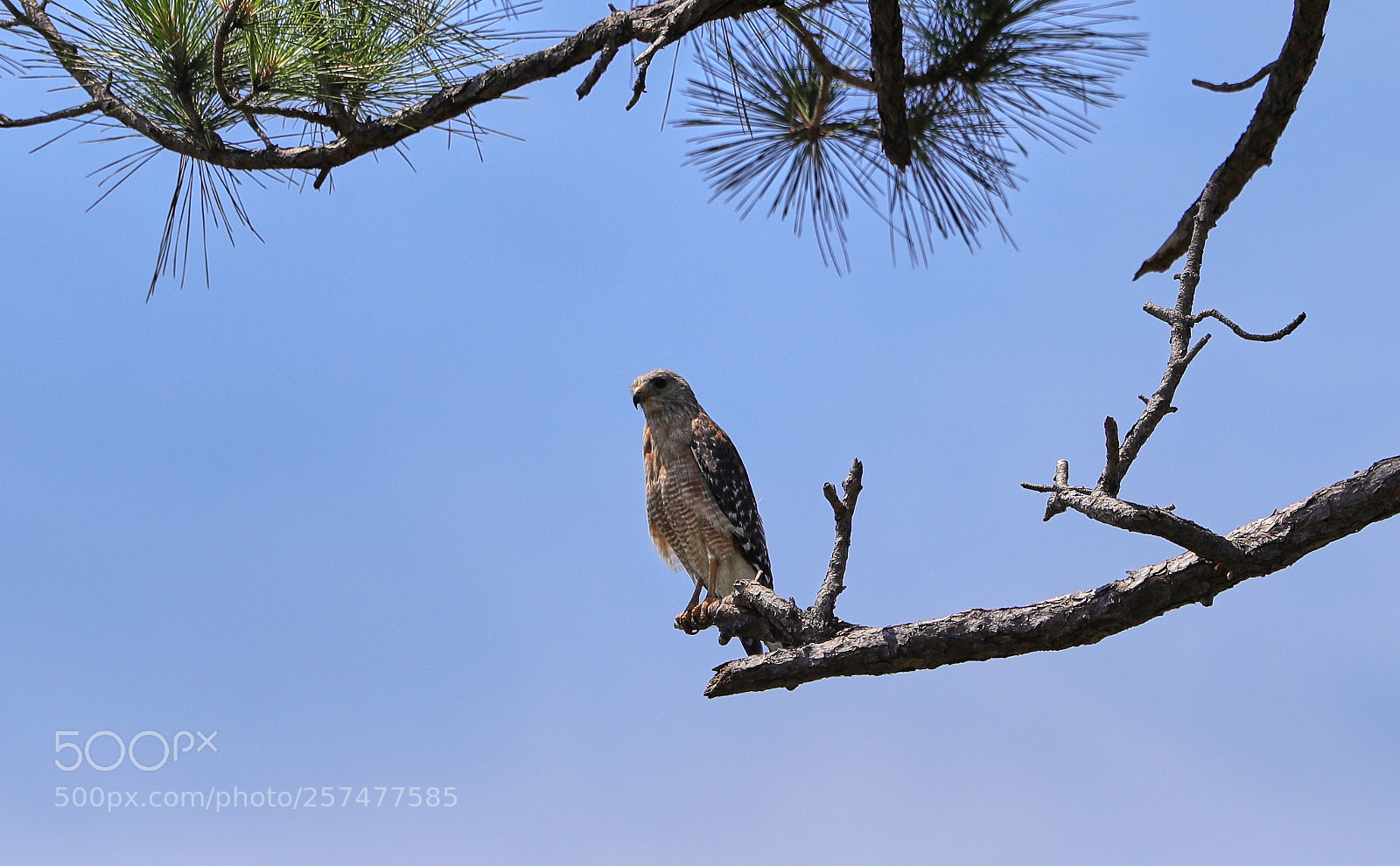 Canon EOS-1D X Mark II sample photo. 05-11-18-0017212.jpg photography