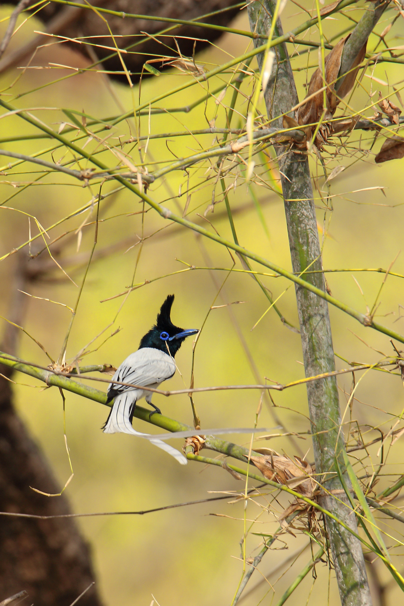 Canon EOS 70D + Canon EF 100-400mm F4.5-5.6L IS II USM sample photo. Asian paradise flycatcher photography
