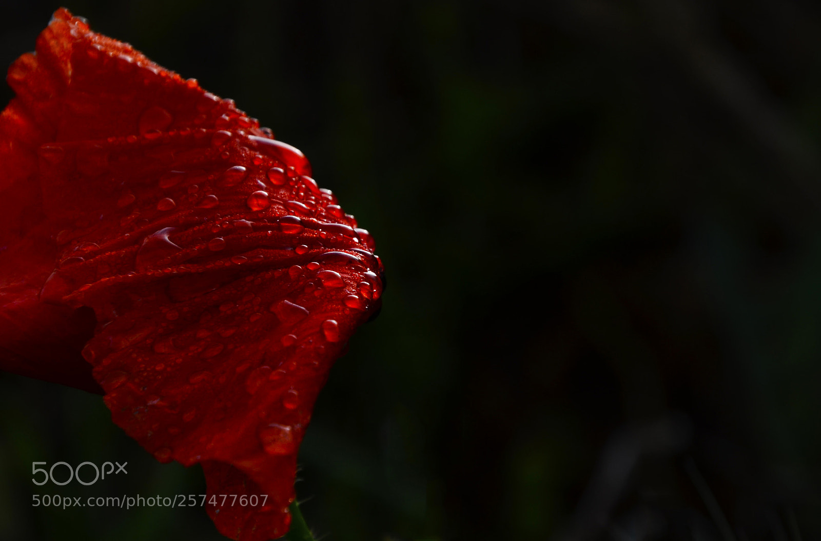 Nikon D7000 sample photo. Red drops photography