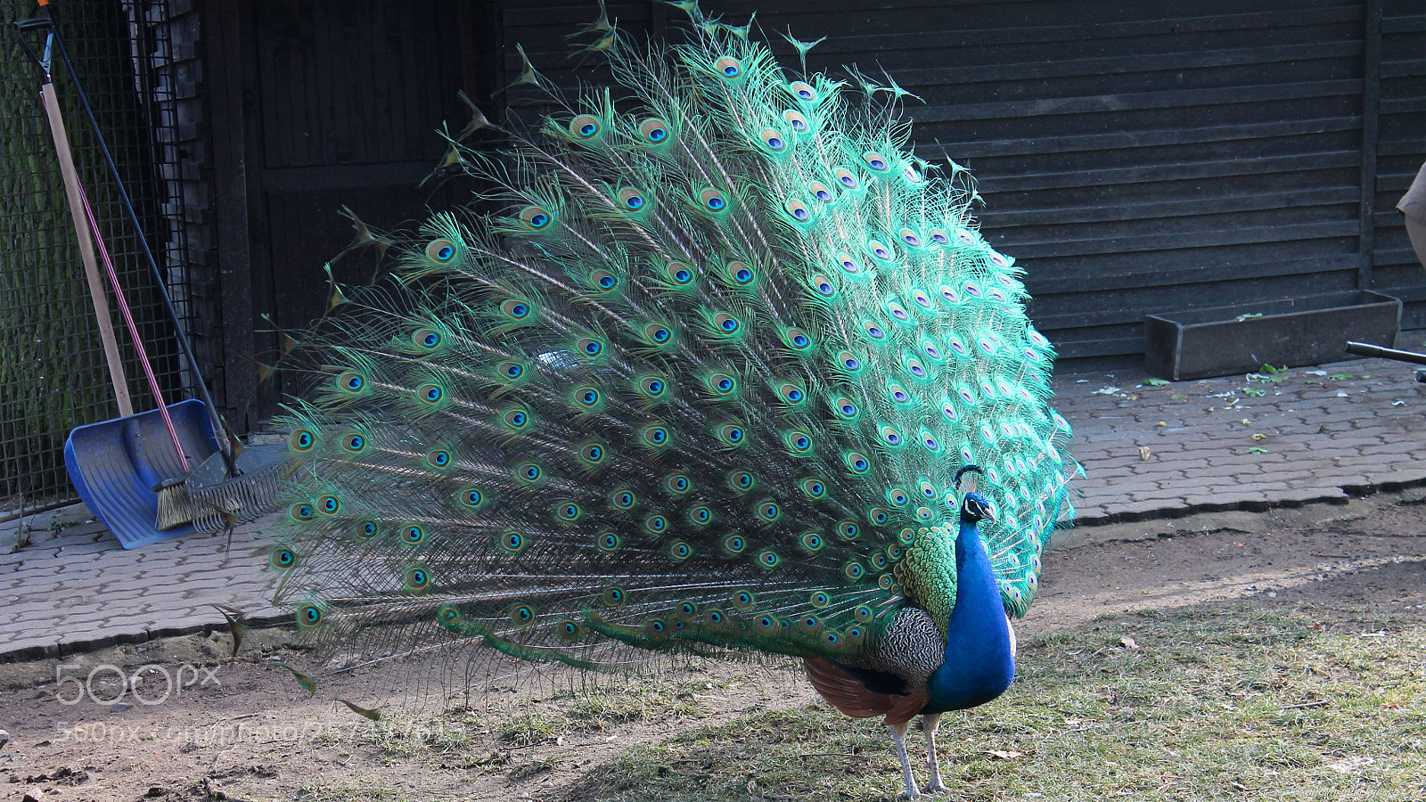 Canon EOS 1100D (EOS Rebel T3 / EOS Kiss X50) sample photo. Peafowl welcoming first spring photography