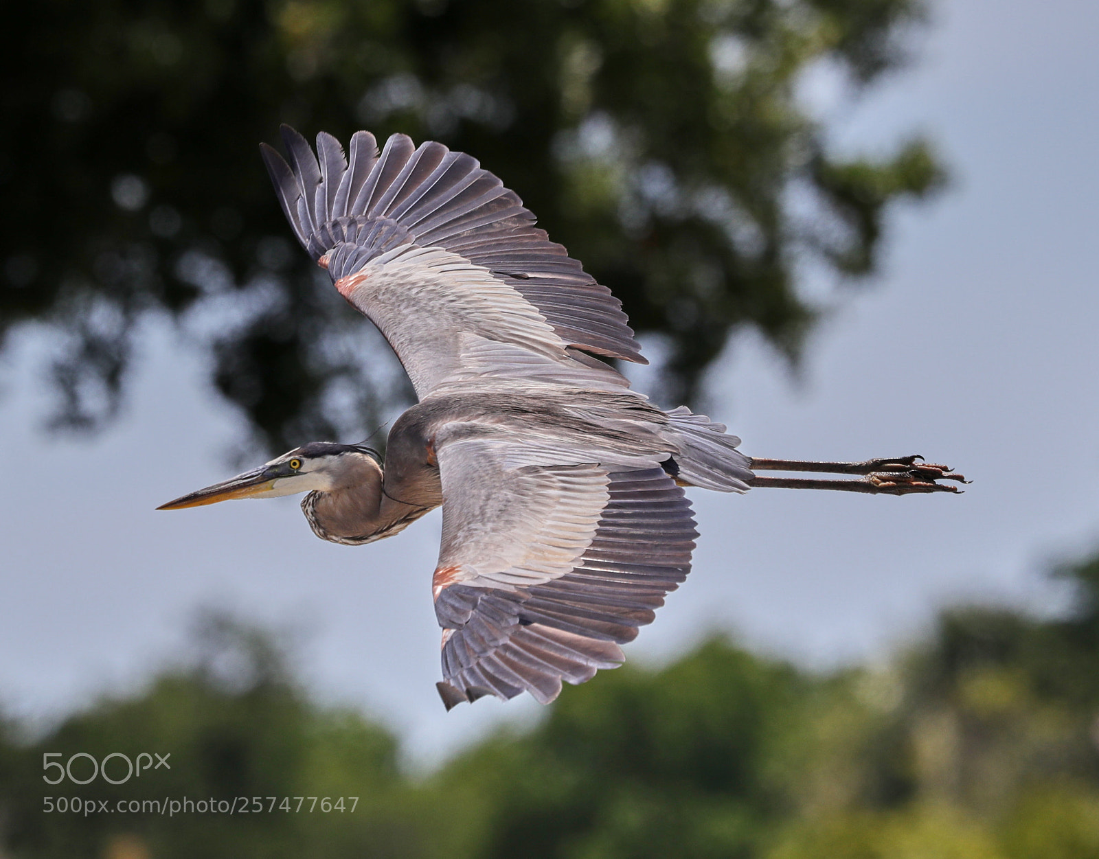 Canon EOS-1D X Mark II sample photo. 05-11-18-0017170.jpg photography