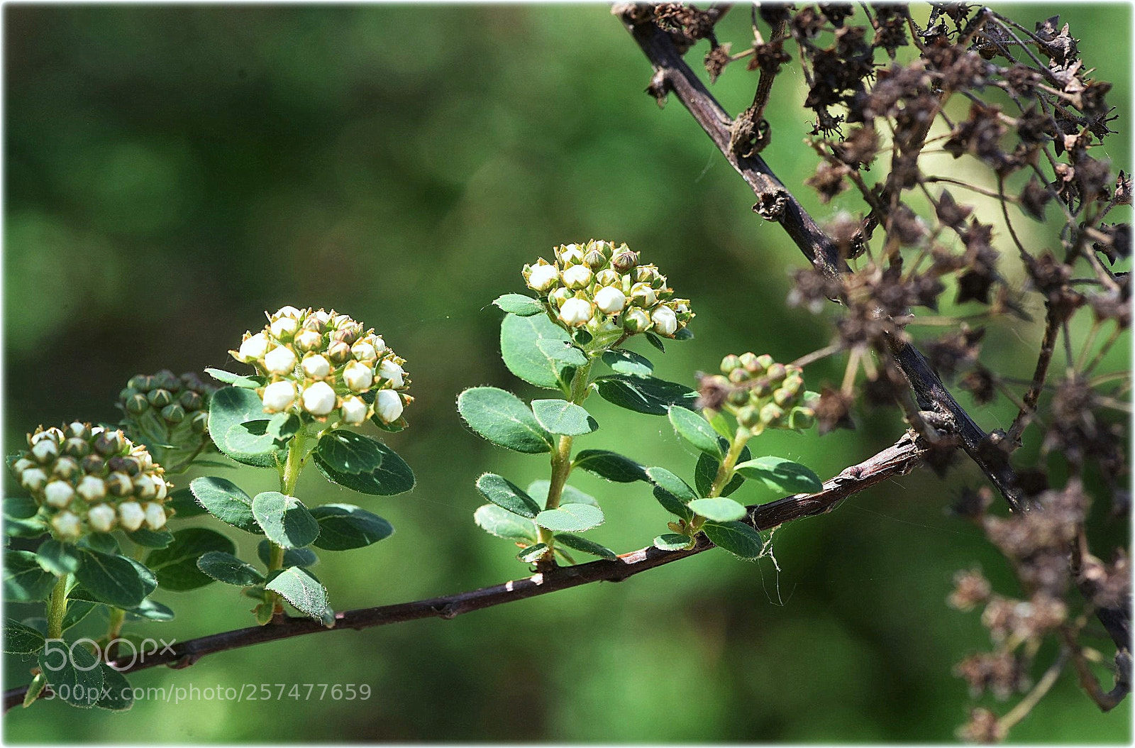 Nikon D810 sample photo. "from now-to the past" photography