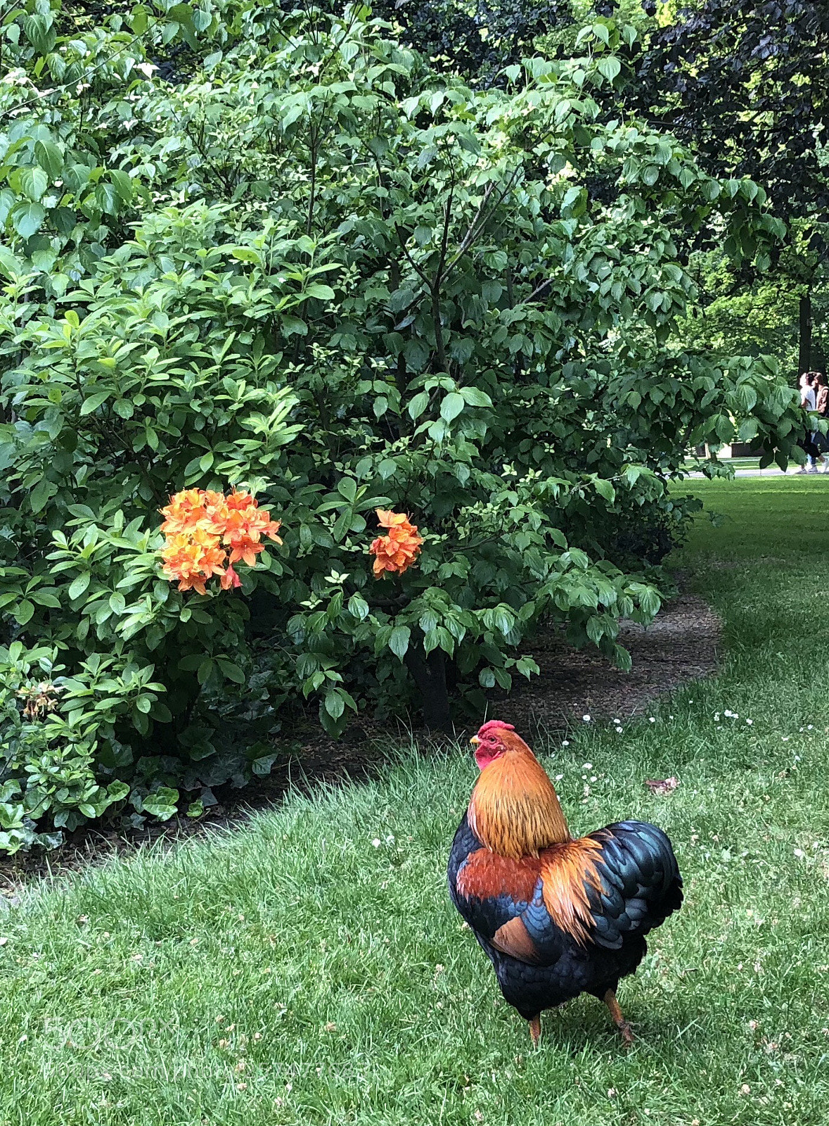 Apple iPhone 8 sample photo. Cock photography