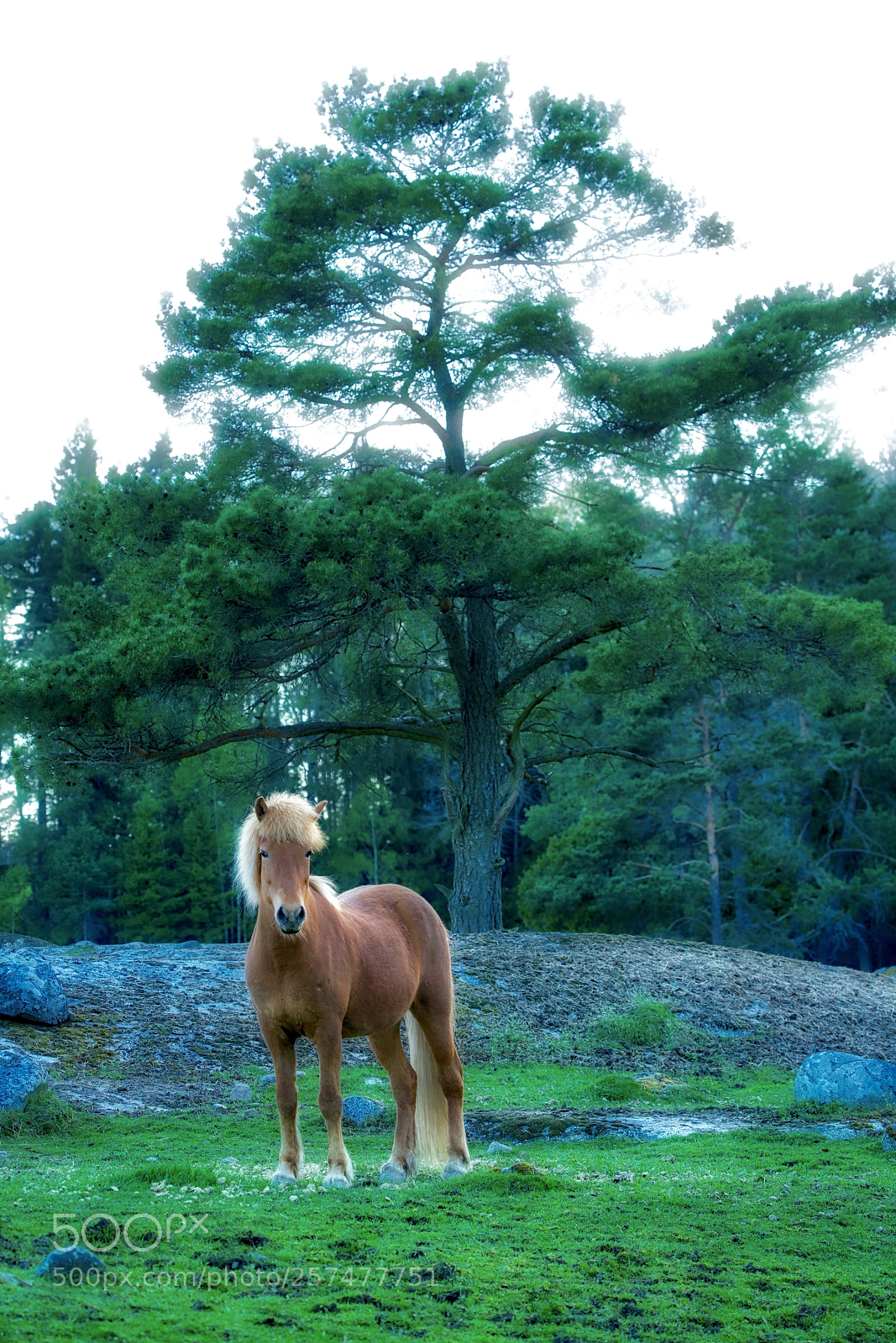 Sony a7R II sample photo. Horse out in the photography