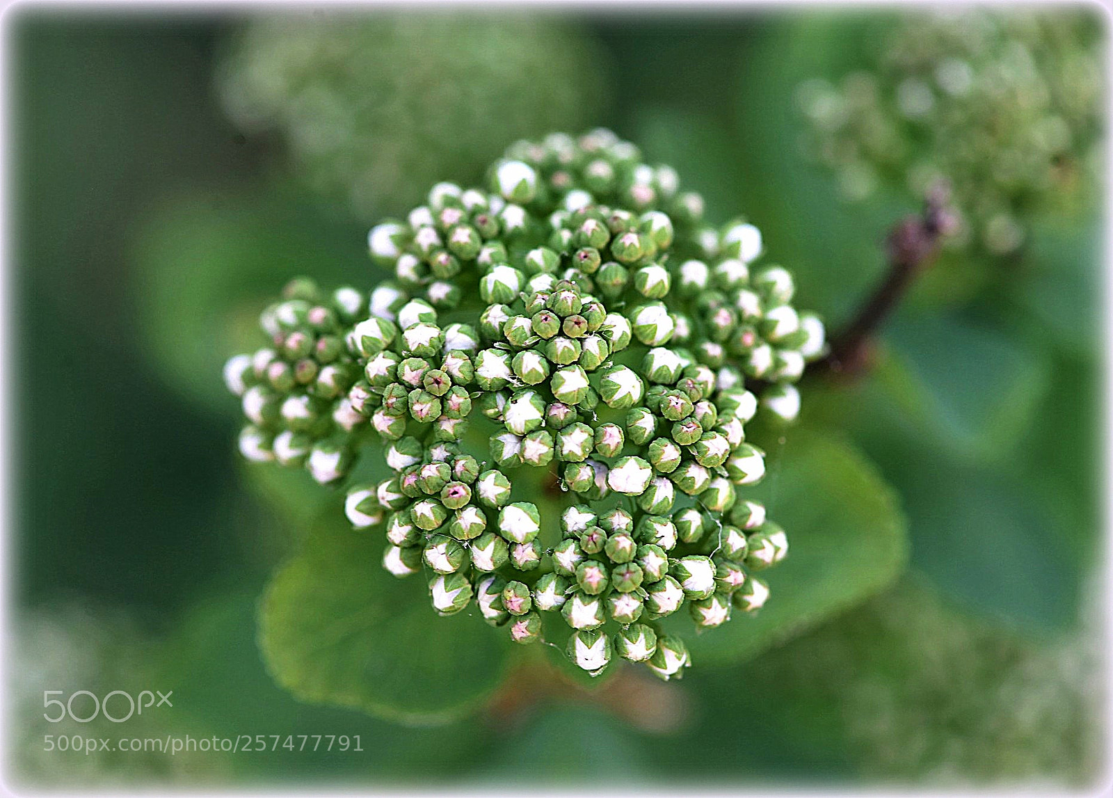 Nikon D810 sample photo. "little flowers" photography
