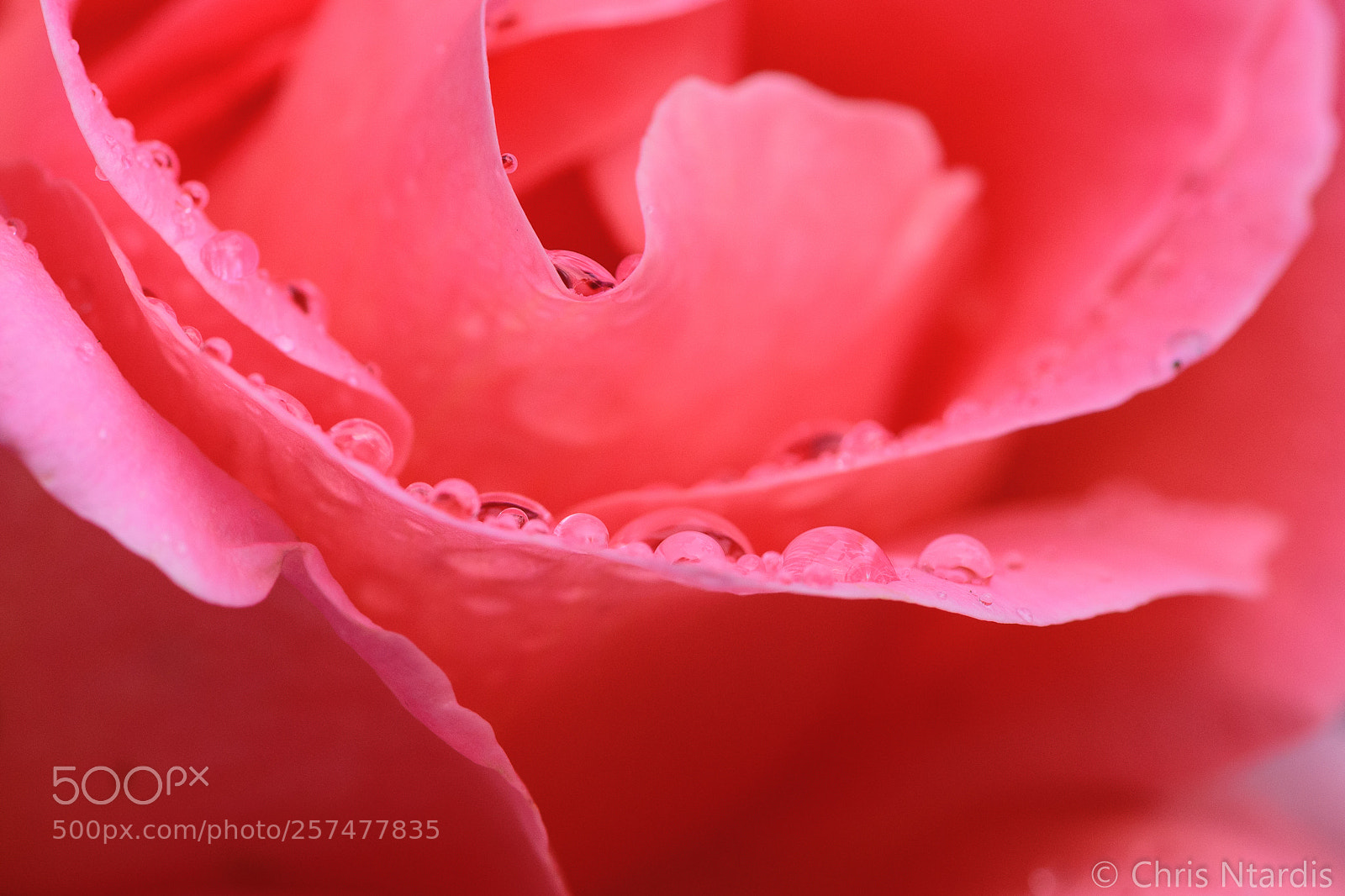 Nikon D750 sample photo. Inside the rose photography