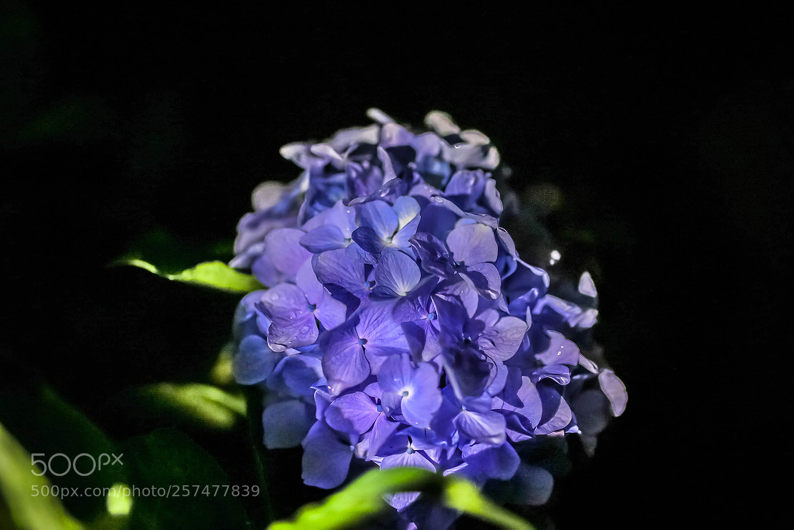 Canon EOS 6D sample photo. Hydrangea photography