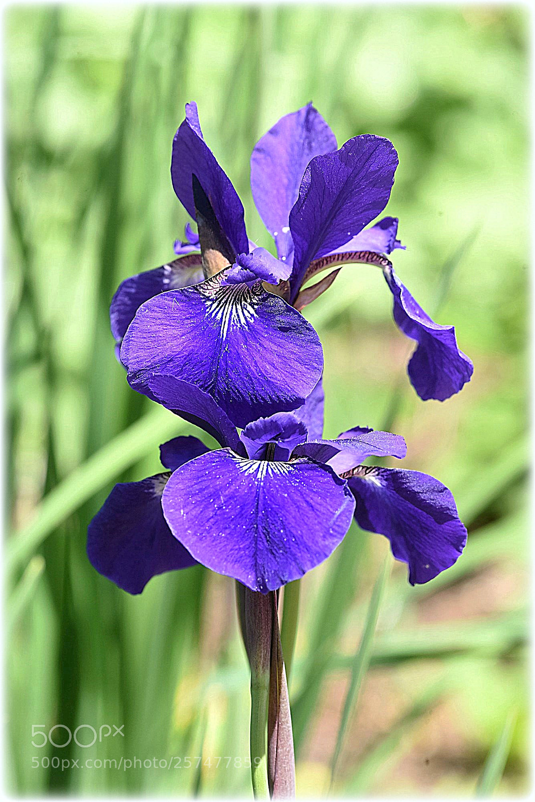 Nikon D810 sample photo. "iris" photography