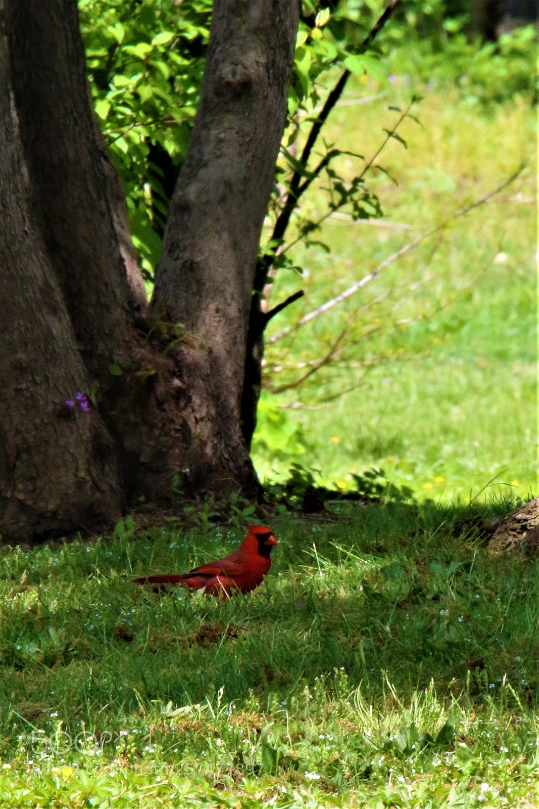 Canon EOS 7D Mark II sample photo. Red bird on the photography