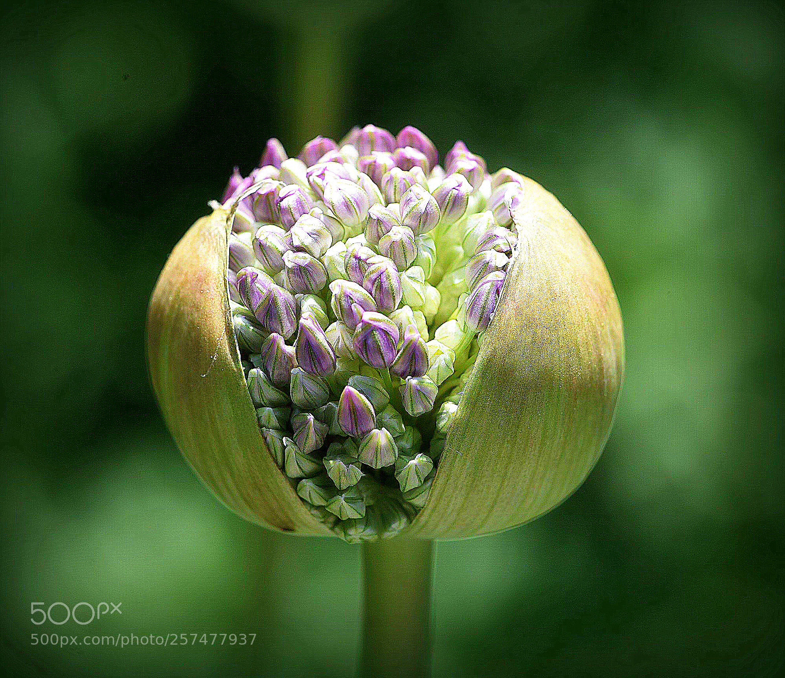 Nikon D810 sample photo. "ornamental onion,break" photography
