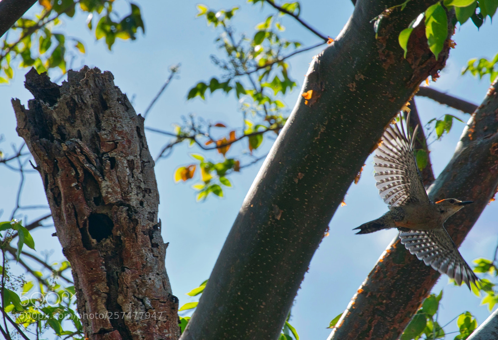 Sony a9 sample photo. Red bellied woodpecker nest photography