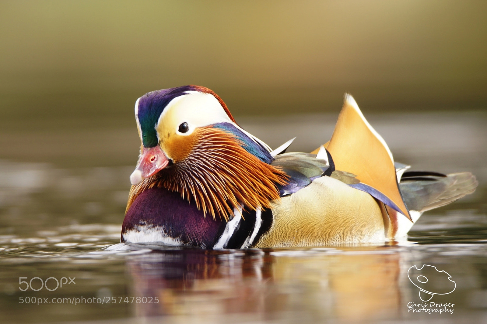 Sony ILCA-77M2 sample photo. Mandarin duck photography