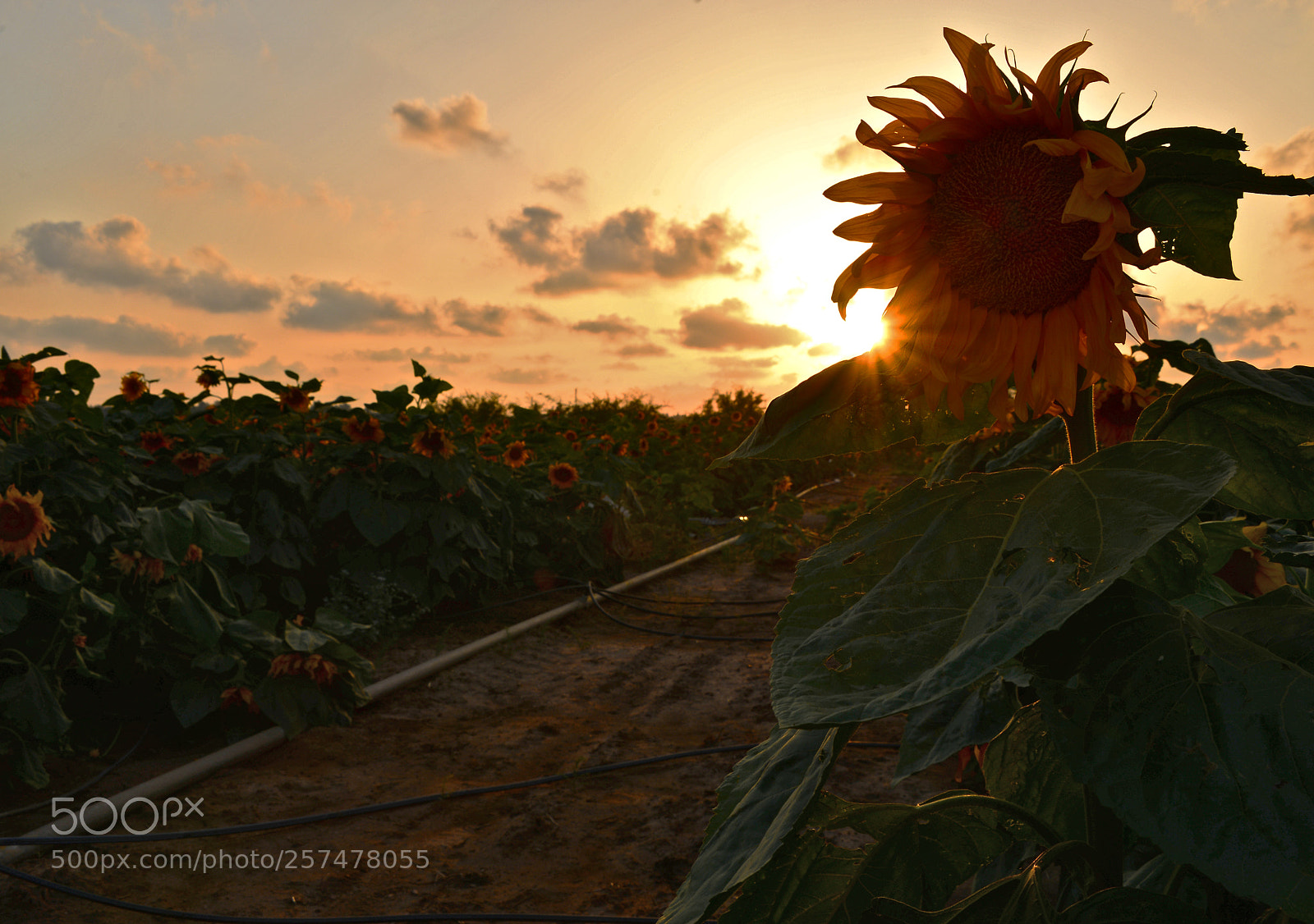 Nikon D610 sample photo. В преддверии лета.. photography