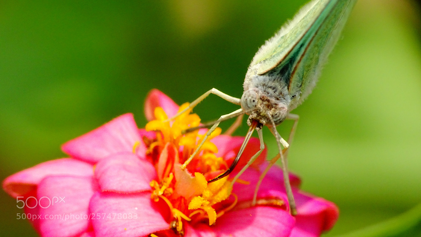 Sony Cyber-shot DSC-HX400V sample photo. An angel on earth photography
