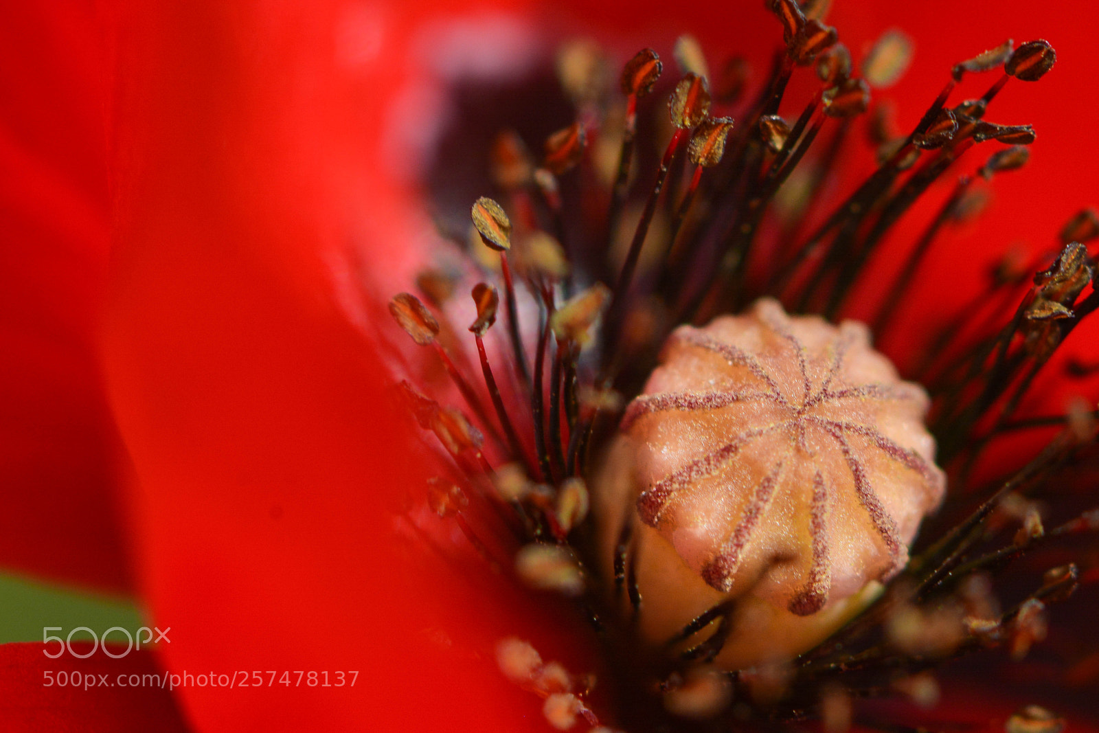 Nikon D7100 sample photo. Red poppy ll photography