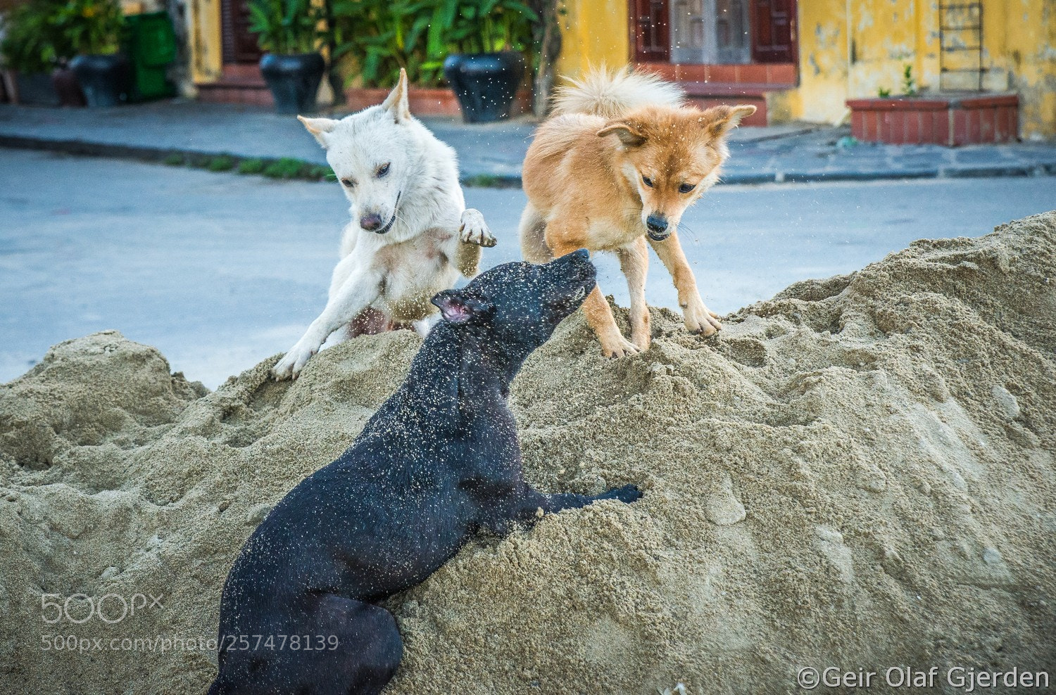 Nikon D600 sample photo. Playfighting photography