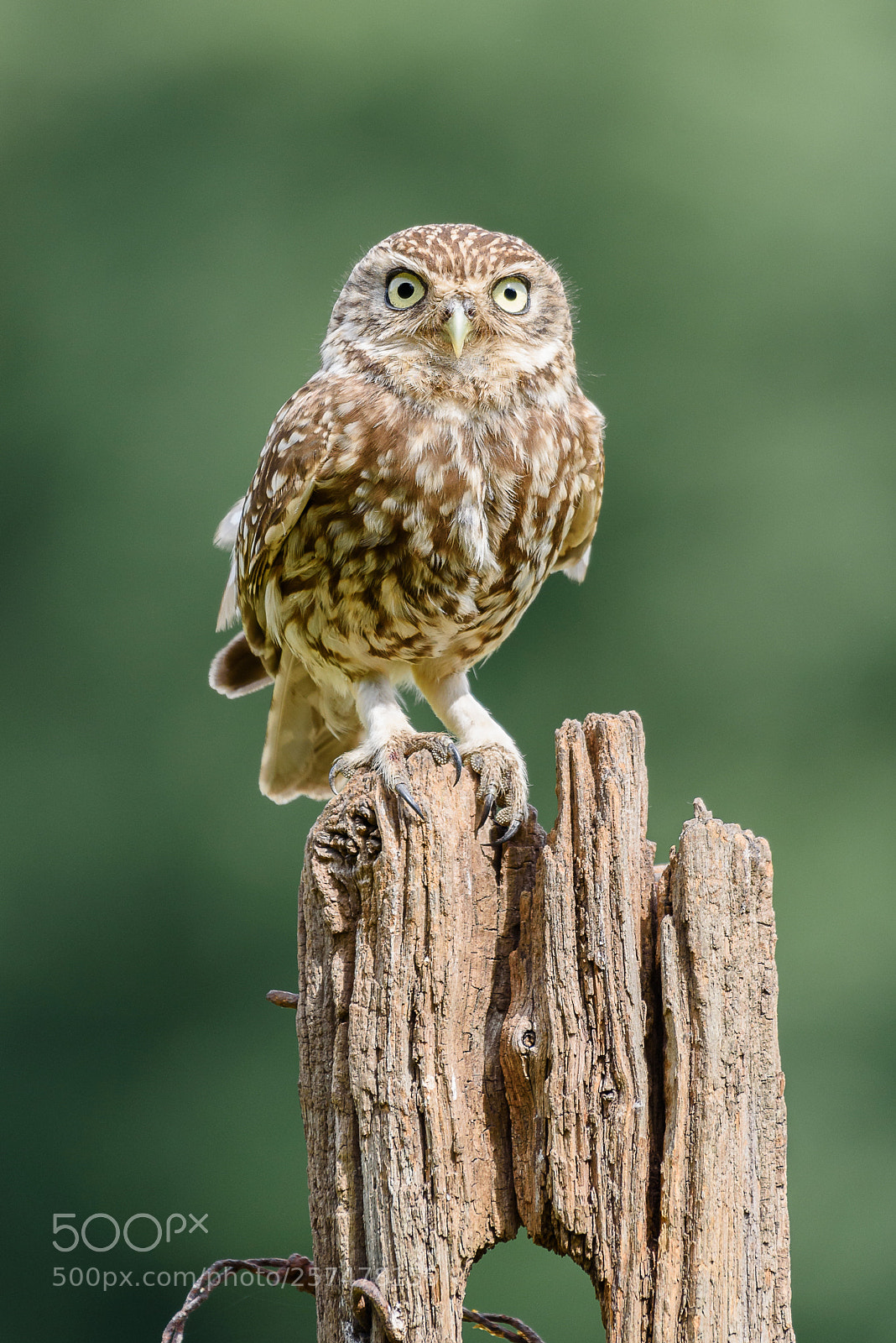 Nikon D750 sample photo. Little owl photography