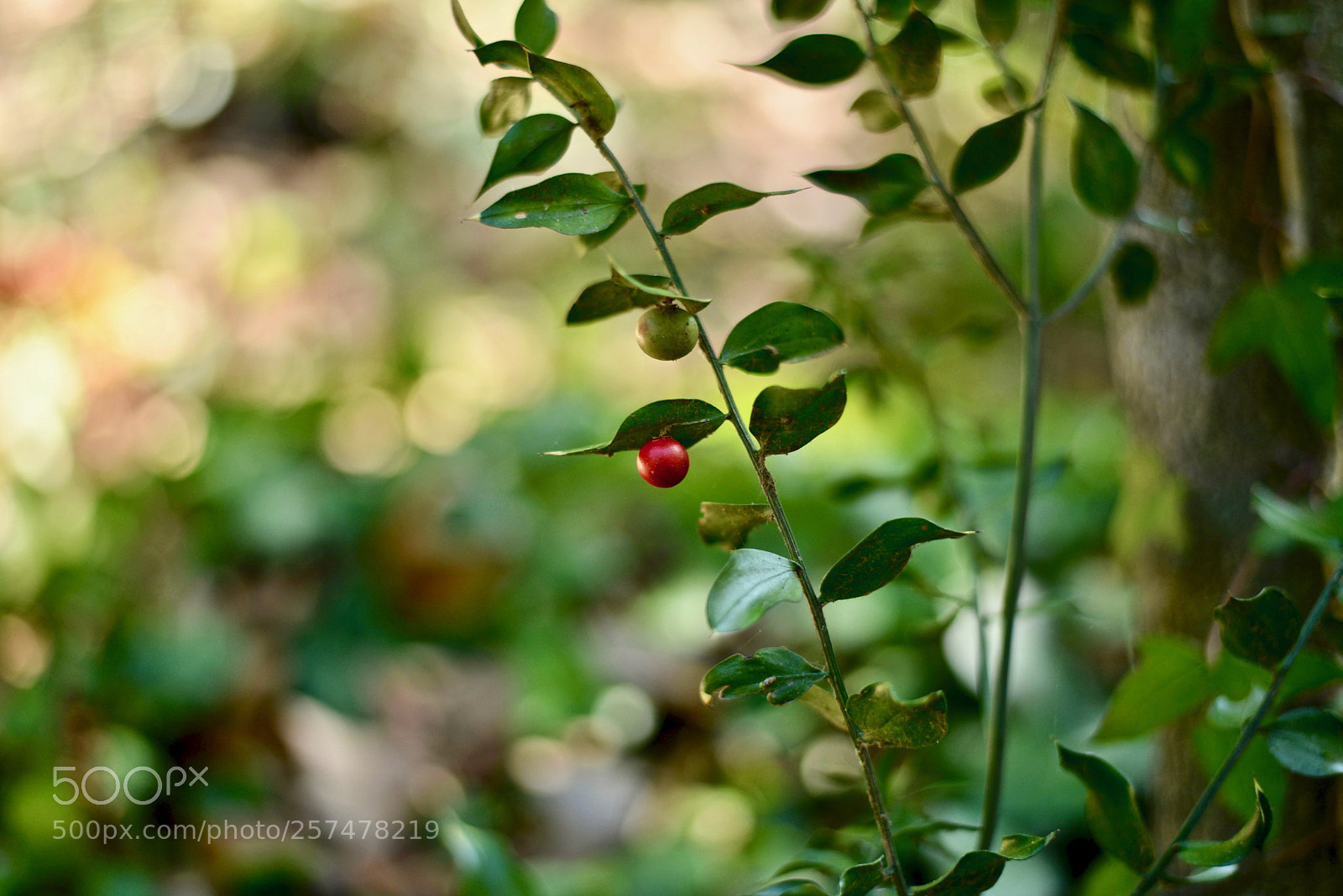 Nikon D610 sample photo. Dcx_4517 photography
