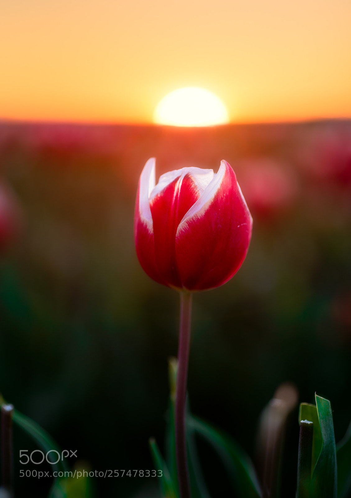 Nikon D750 sample photo. Perfect ending photography
