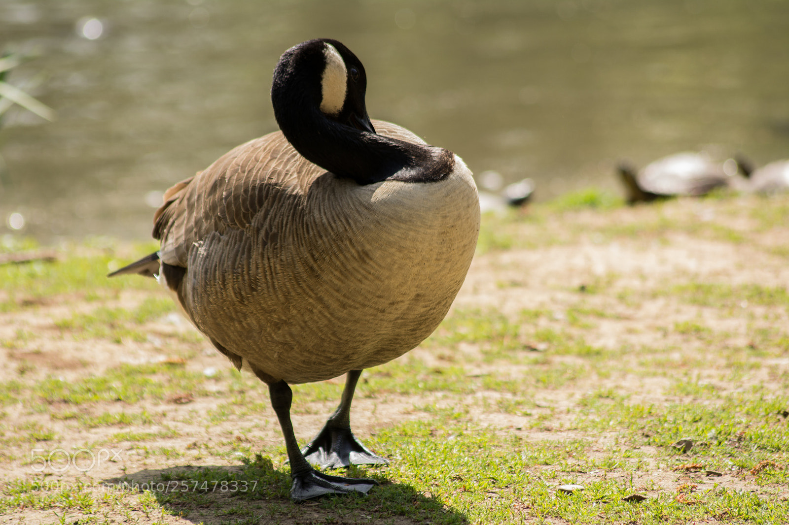 Nikon D5200 sample photo. Oca canadese photography