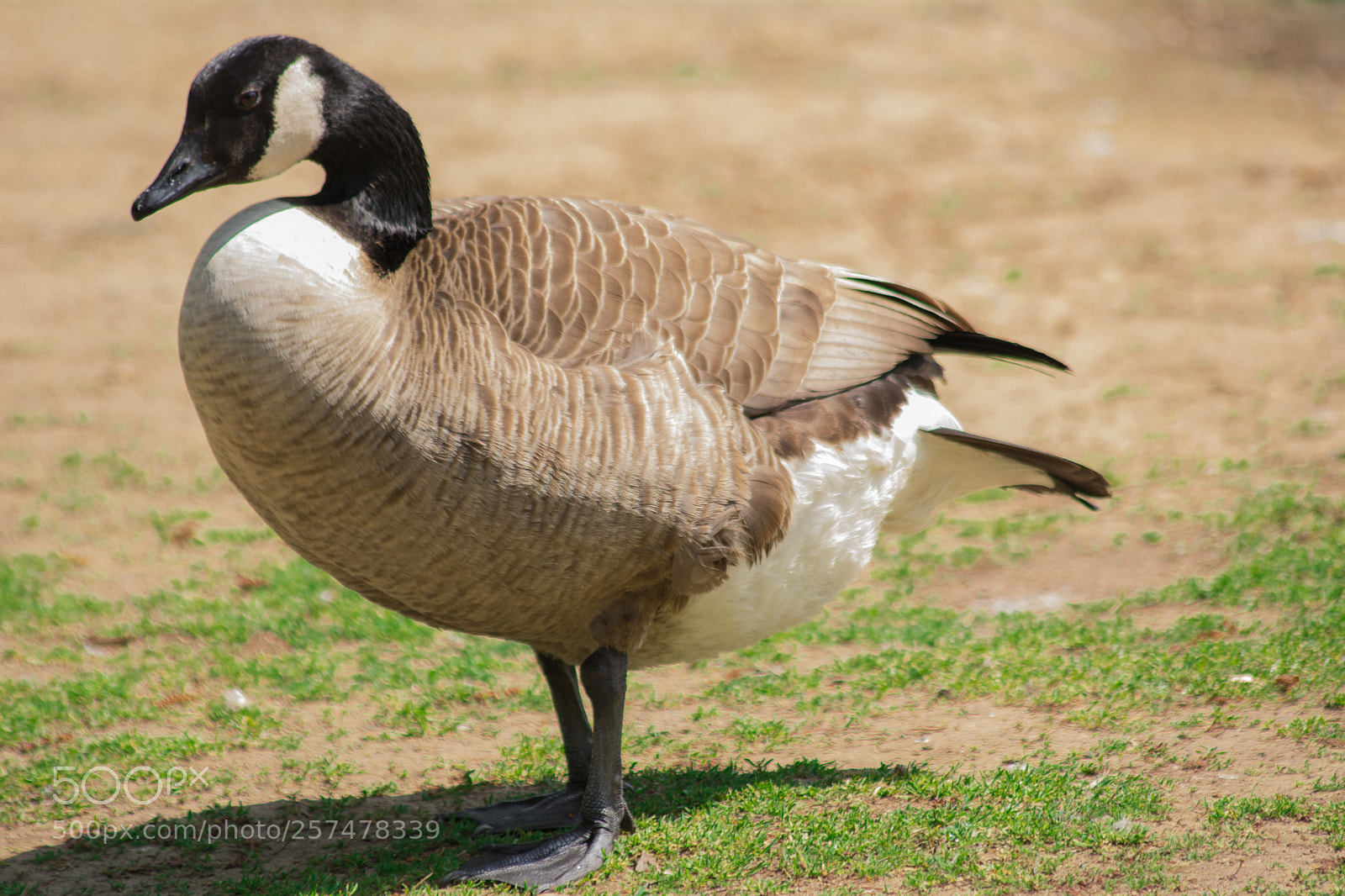 Nikon D5200 sample photo. Oca canadese photography