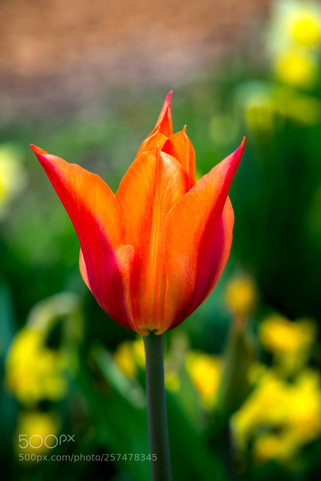 Nikon D800 sample photo. Tulip photography