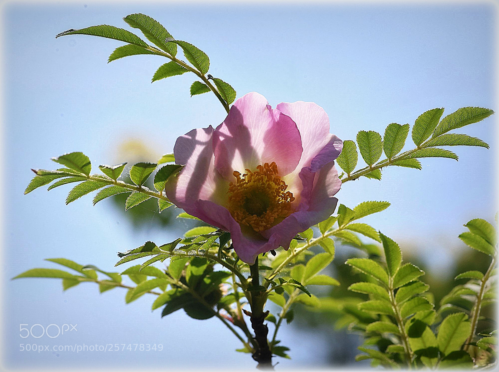 Nikon D810 sample photo. "wildrose" photography