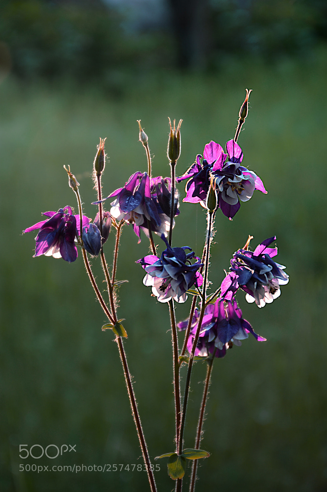 Nikon D5200 sample photo. Sunset in garden photography