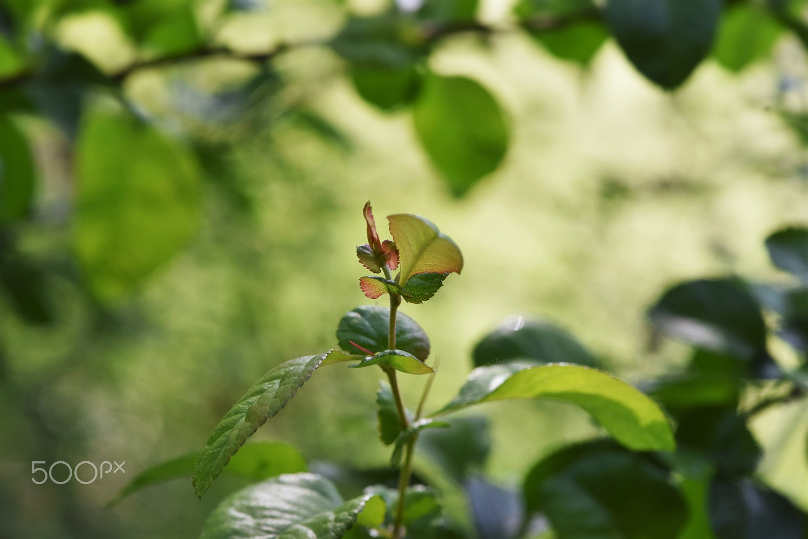 Nikon D810 + Nikon AF-S Micro-Nikkor 105mm F2.8G IF-ED VR sample photo. "bevor green" photography