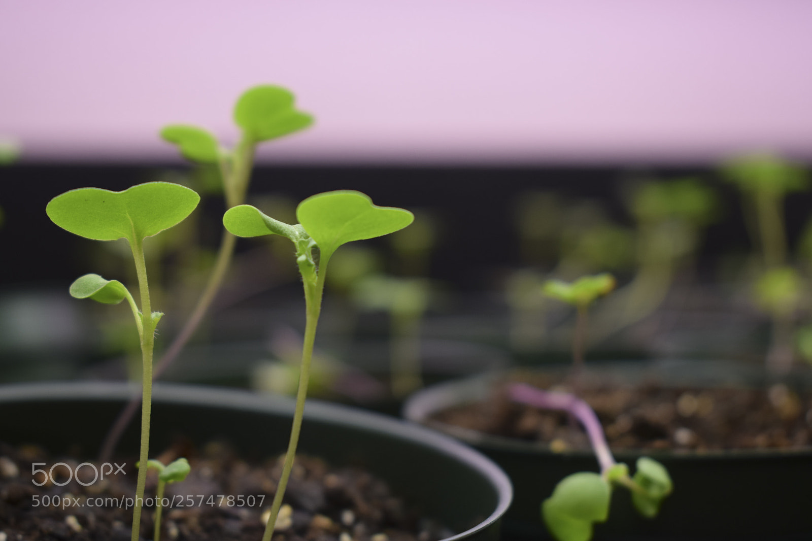 Nikon D5300 sample photo. Image copy photography