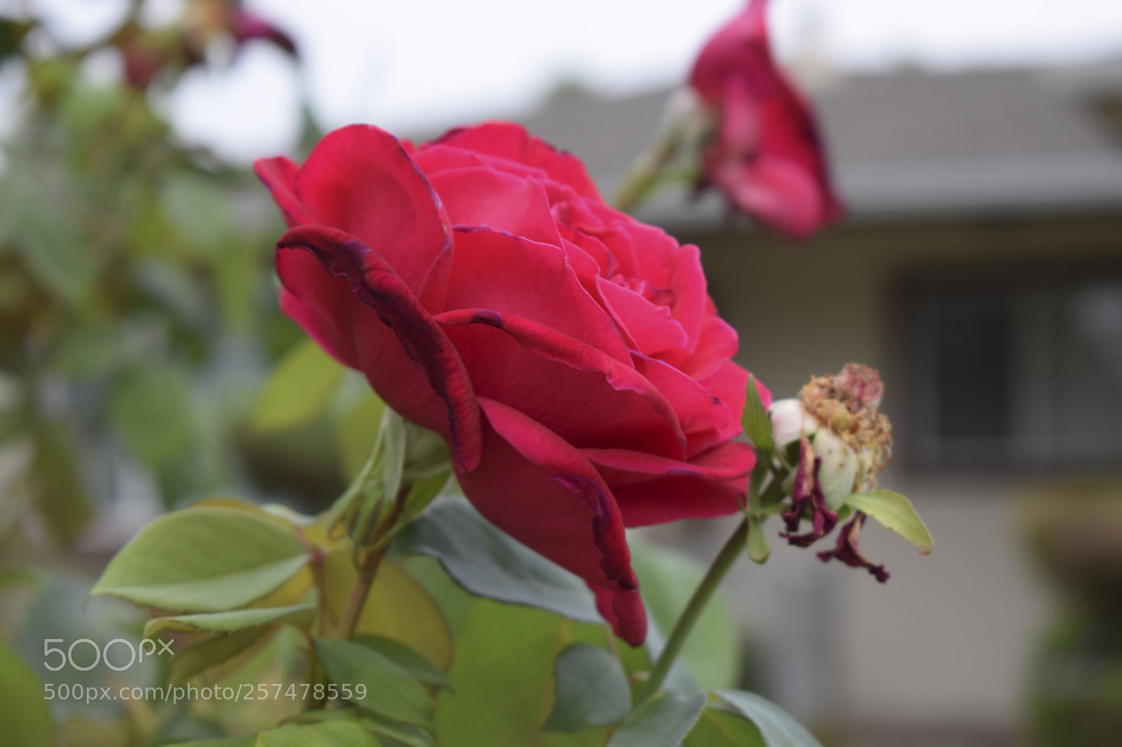 Nikon D5300 sample photo. Image copy photography