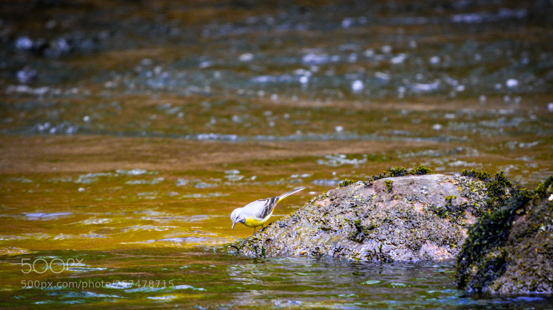Nikon D5200 sample photo. Gray wagtail. photography