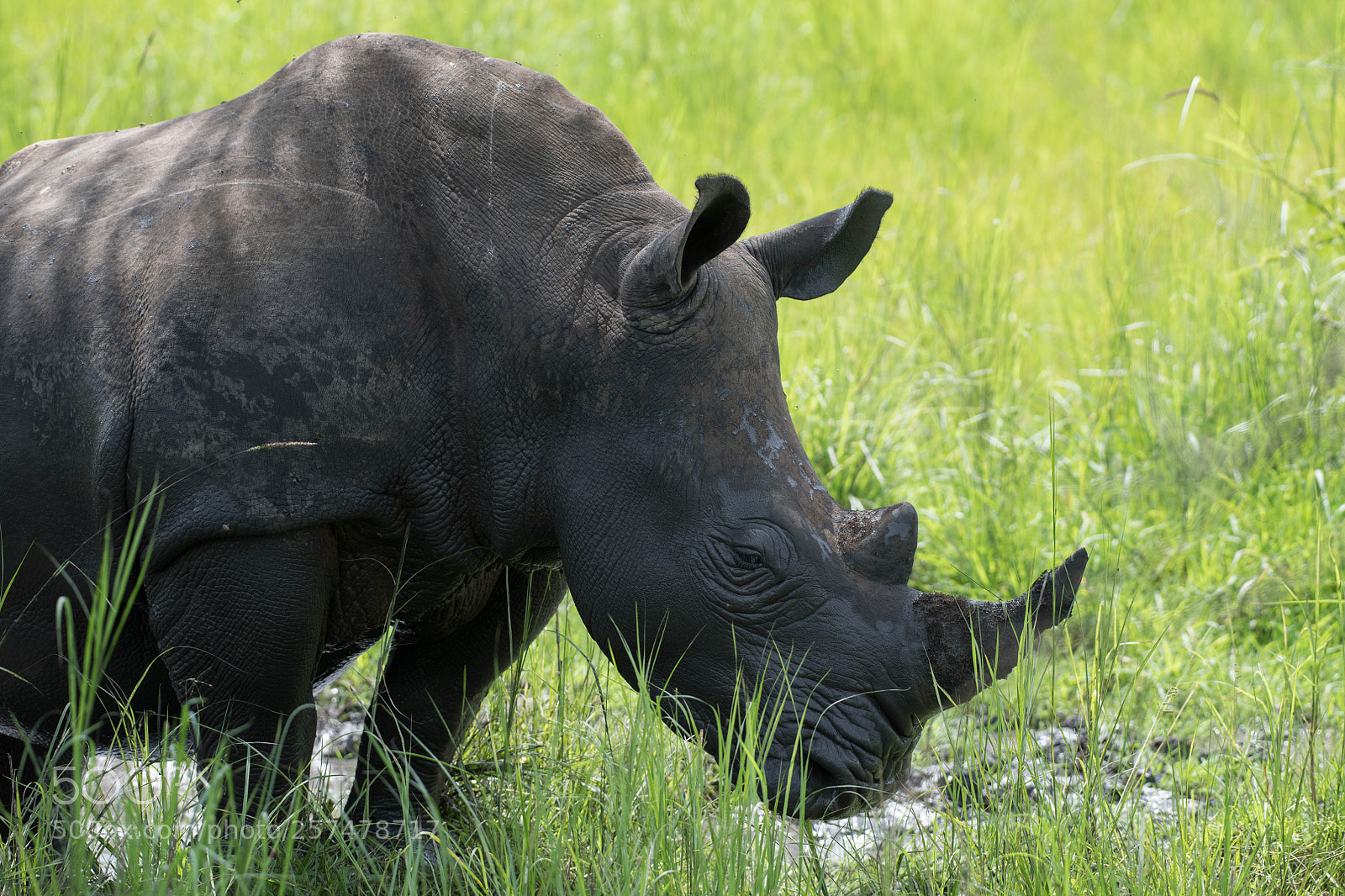 Nikon D850 sample photo. Mud bath moment photography