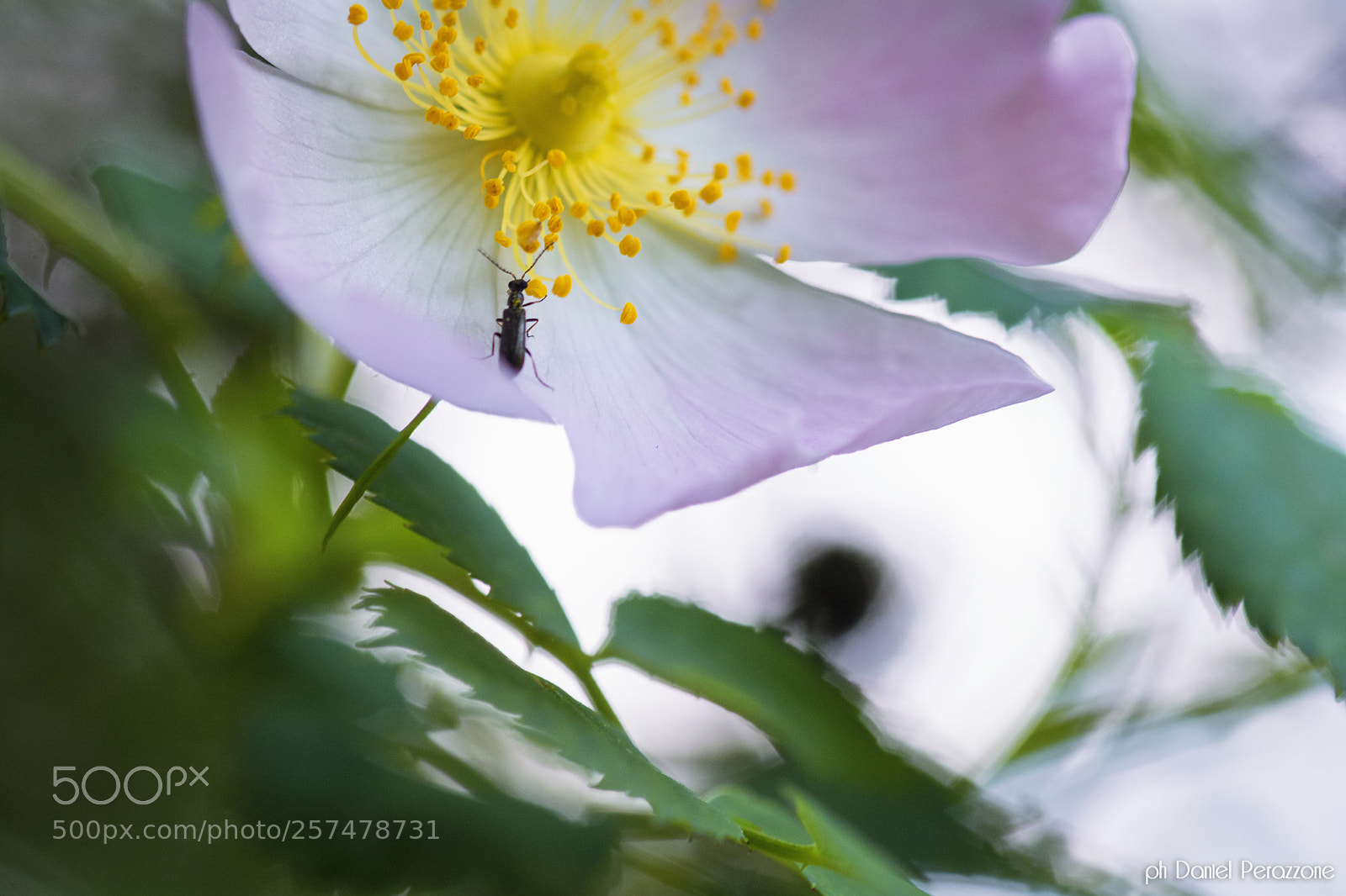 Nikon D7100 sample photo. Silent undergrowth | 3 photography