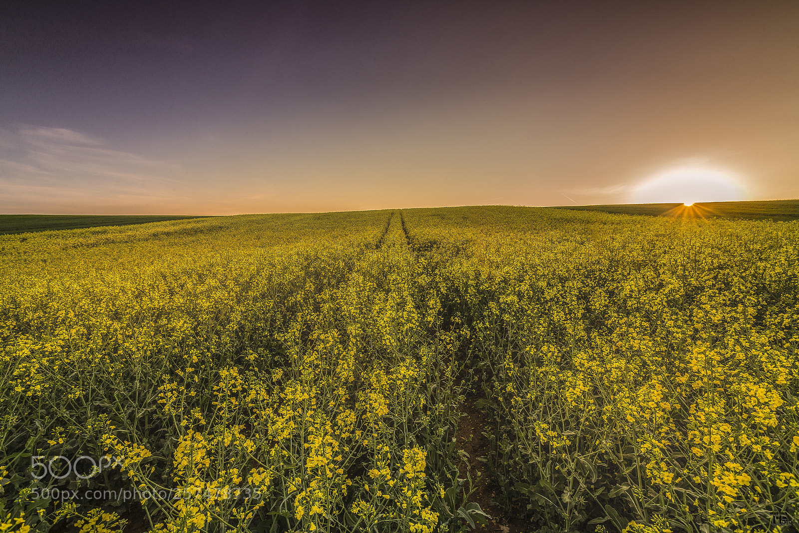 Canon EOS-1D X sample photo. Canola field (austria) photography