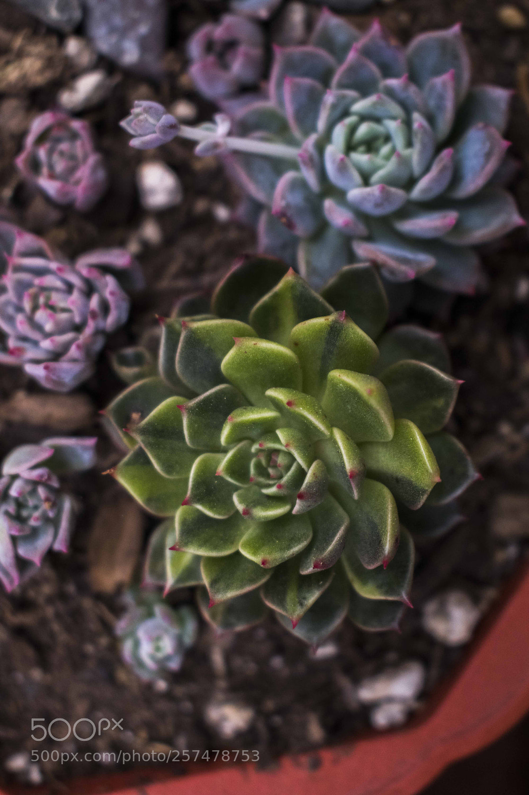 Nikon D5300 sample photo. 8.jpg photography