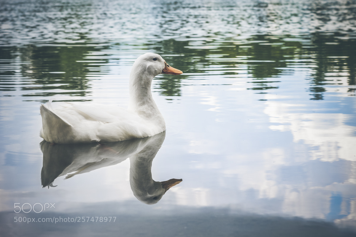 Nikon D610 sample photo. Duck photography