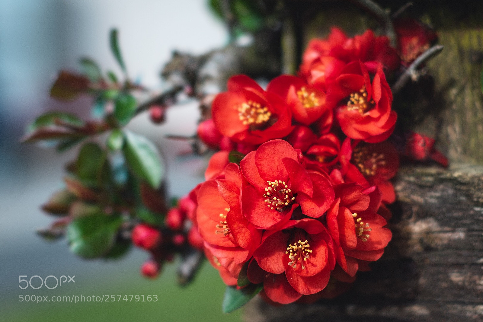 Fujifilm X-T1 sample photo. Chaenomeles photography