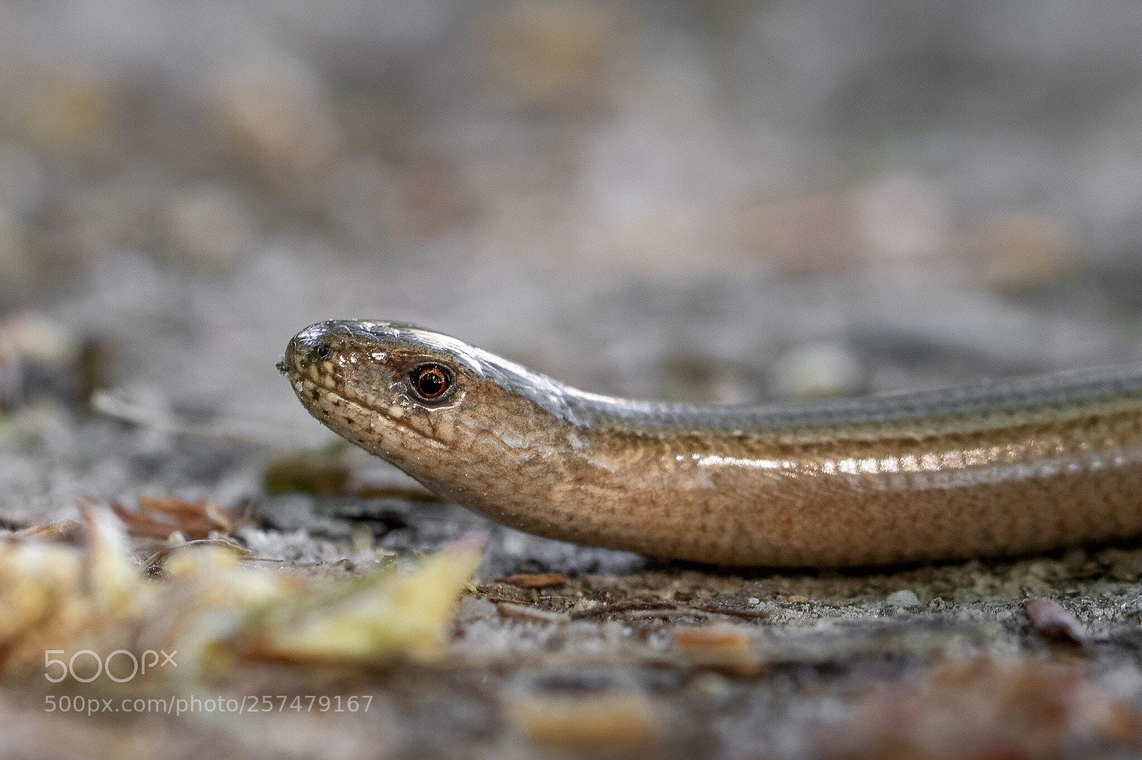 Canon EOS 7D Mark II sample photo. Slowworm photography