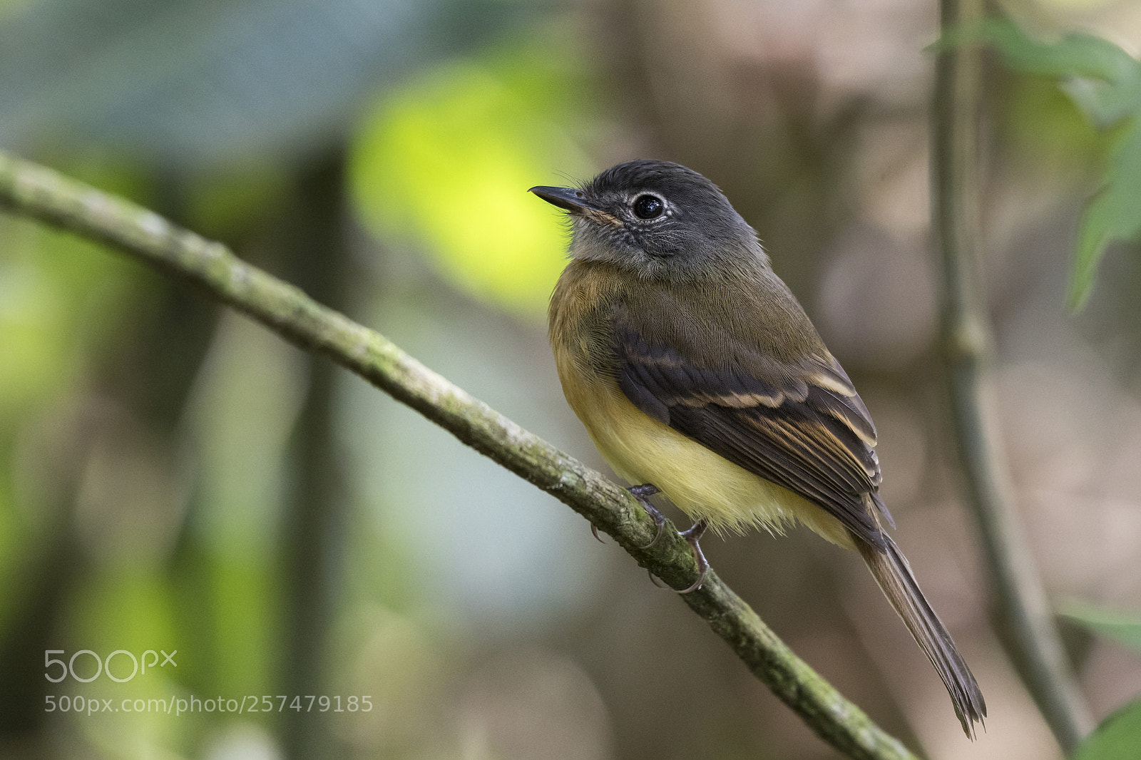 Nikon D500 sample photo. Tawny-chested flycatcher photography