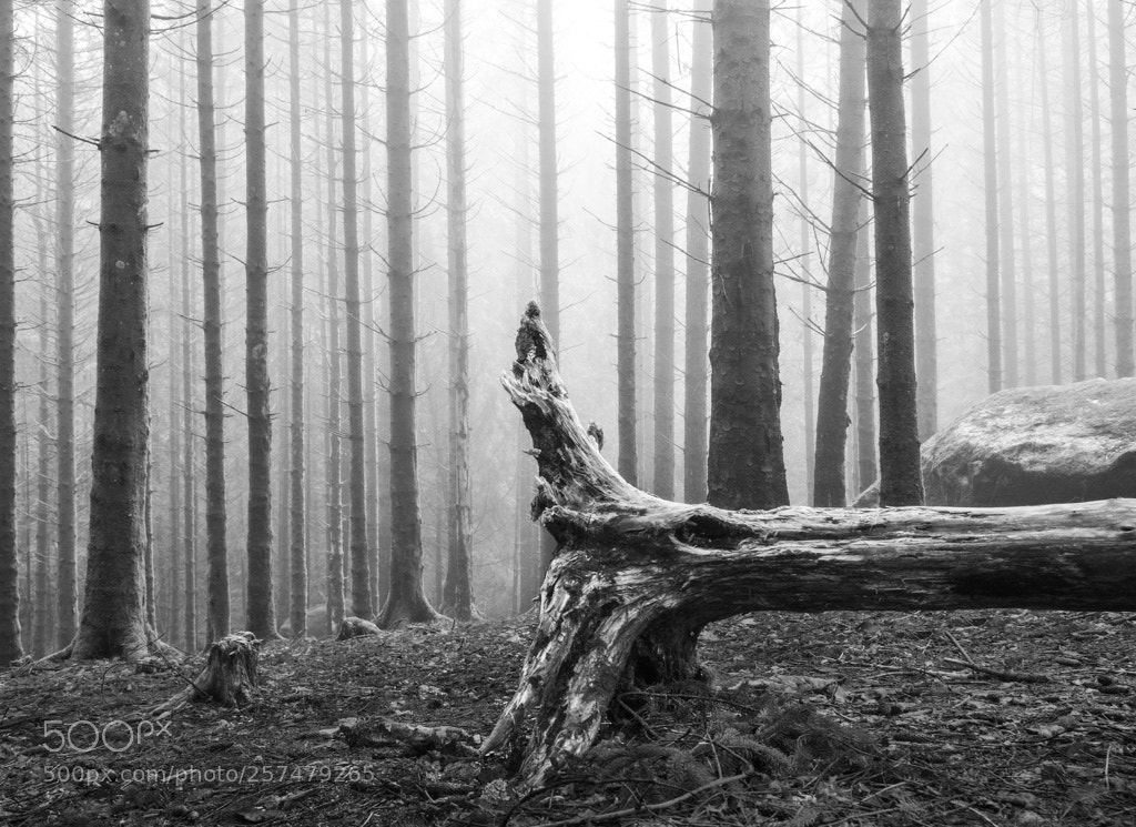 Olympus OM-D E-M1 sample photo. In the wood photography