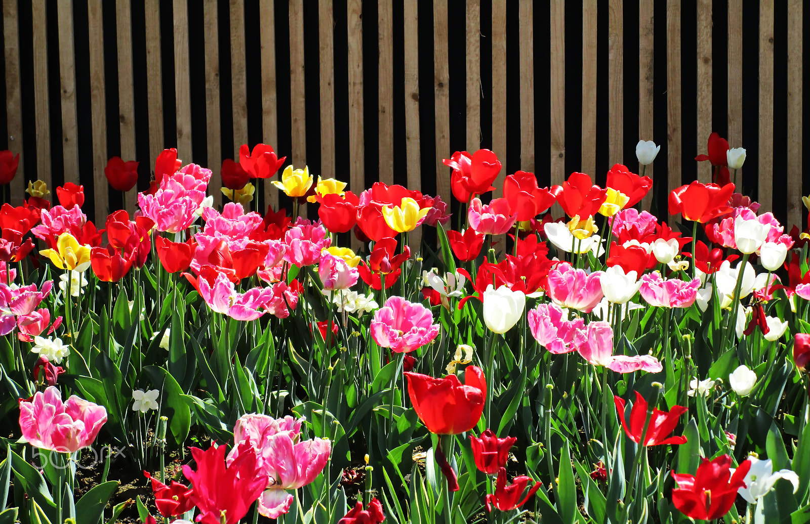 Canon IXUS 190 sample photo. Tulips and stripes photography