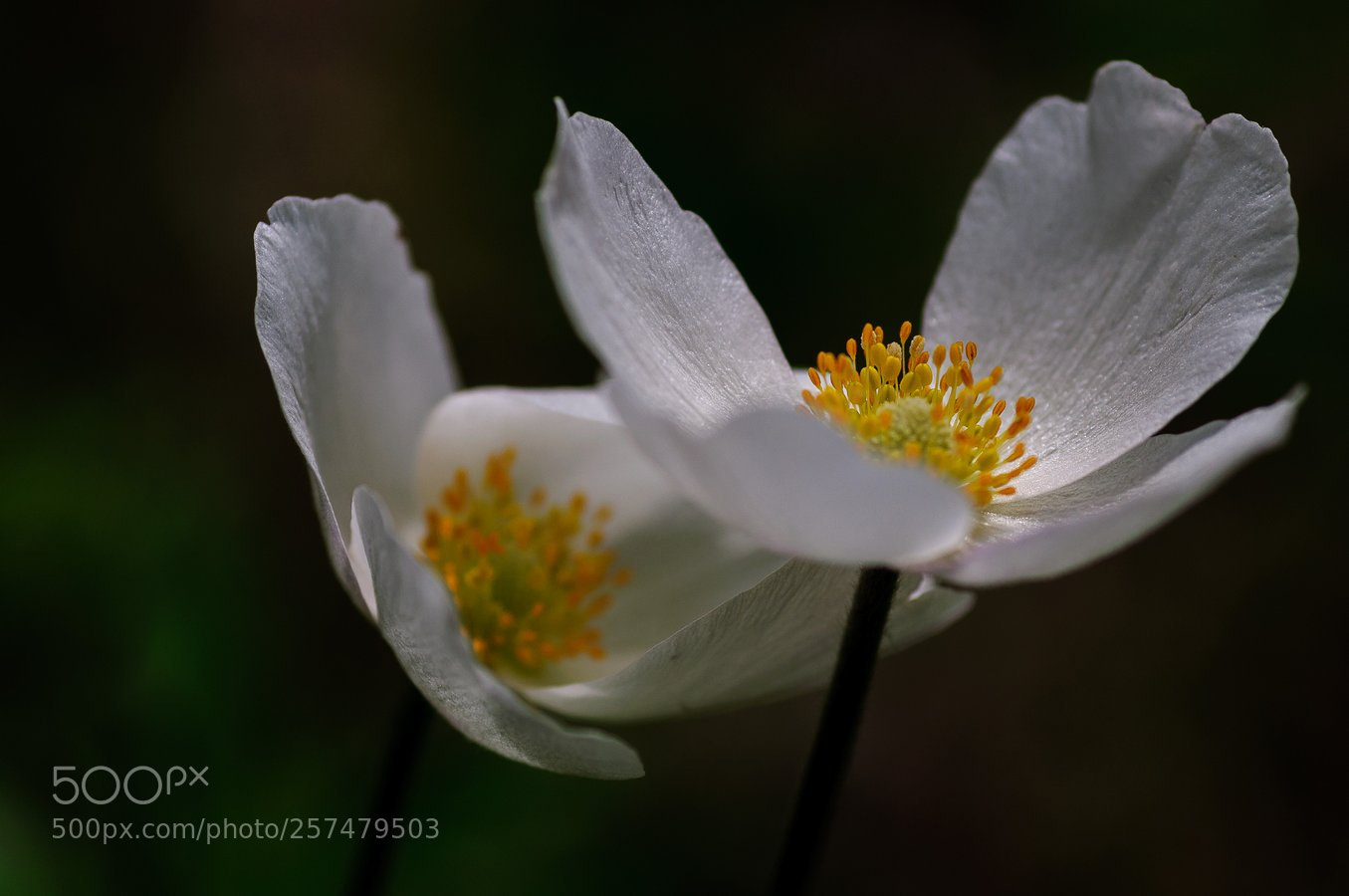 Nikon D90 sample photo. * photography