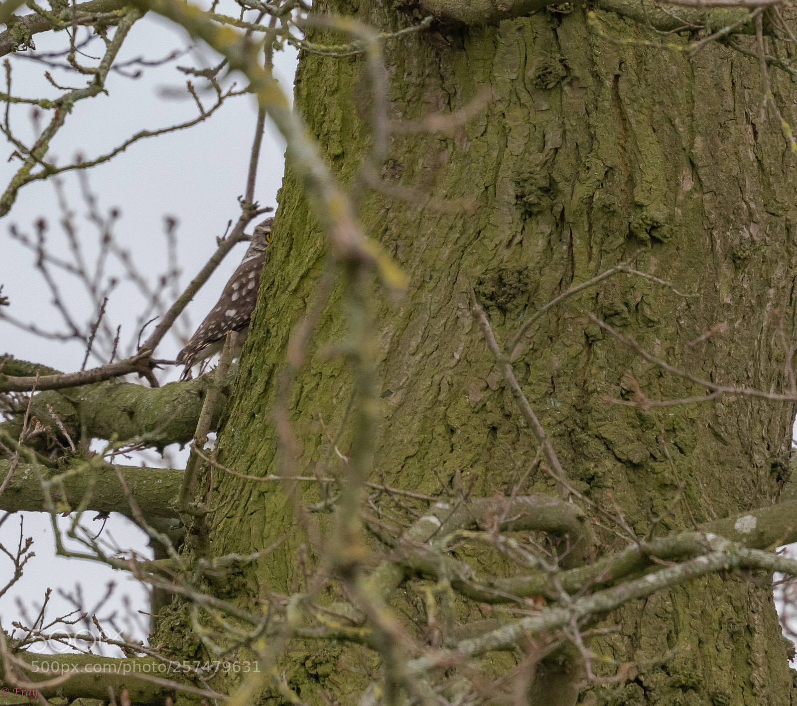 Canon EOS 7D Mark II sample photo. Watching me watching you photography