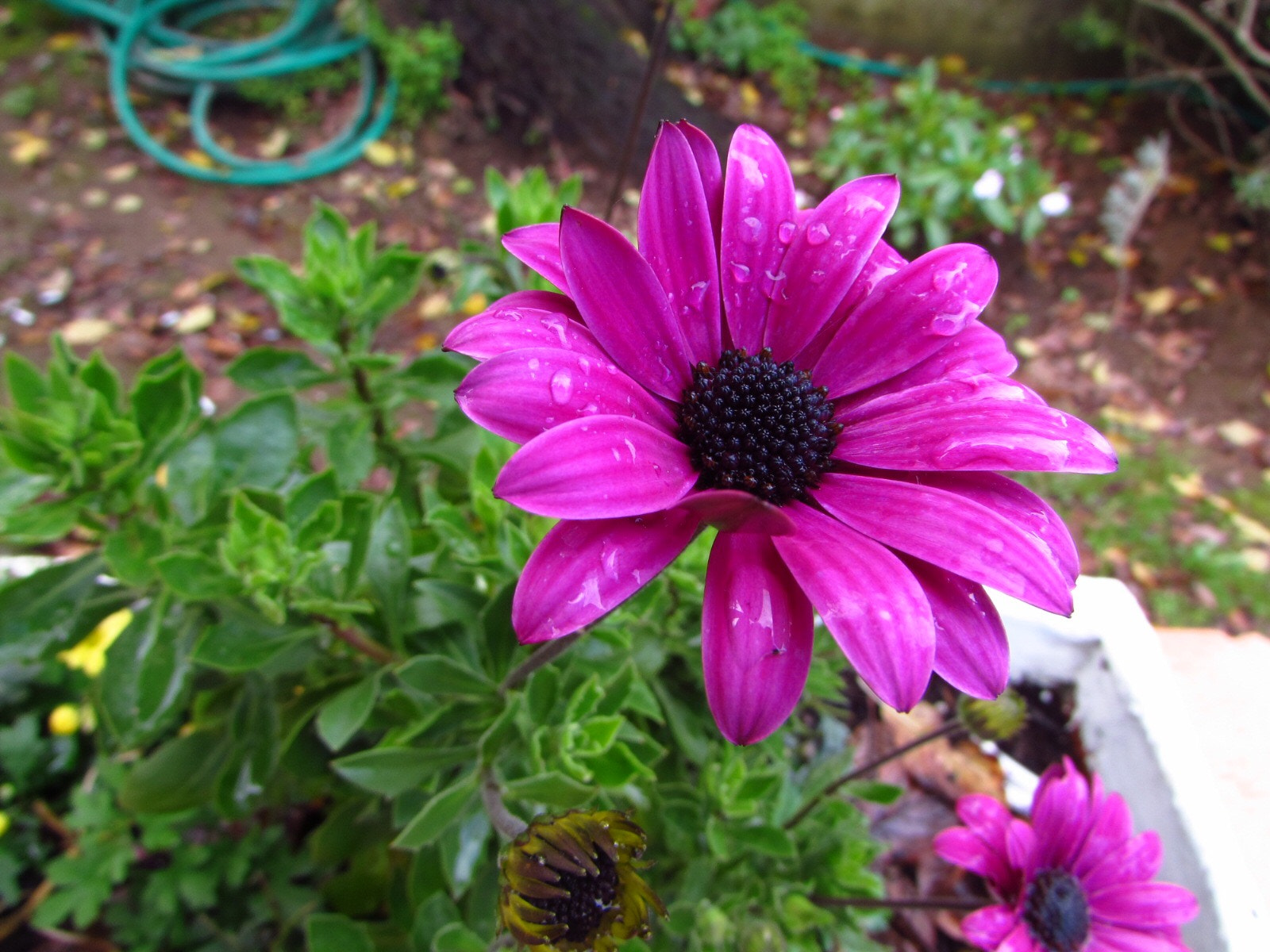 Canon PowerShot SX510 HS sample photo. Lluvia photography